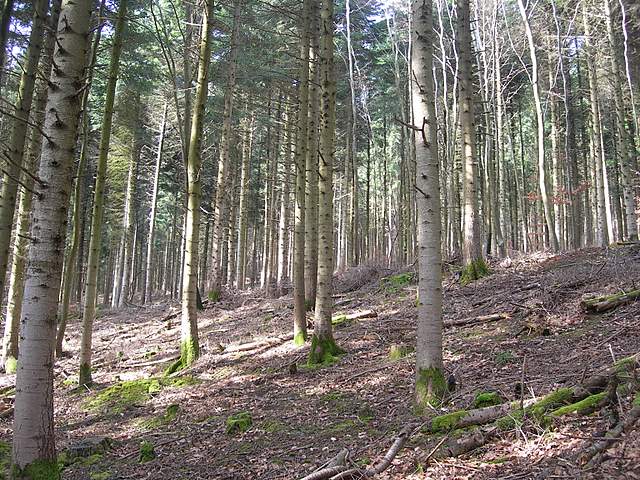 Il Risveglio dei Funghi